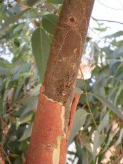 Eucalyptus et cigale, juil. 2008